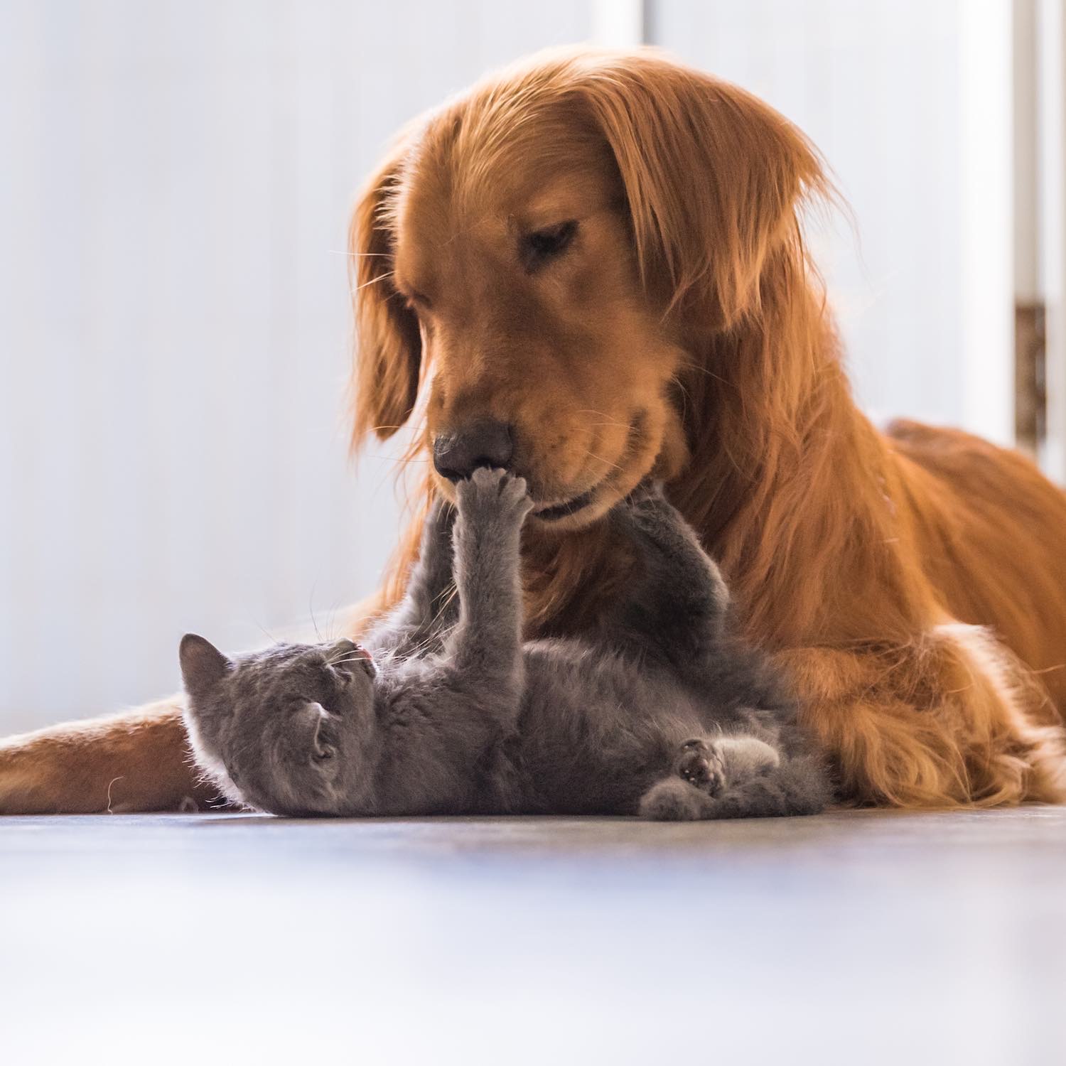 Produits vétérinaires, Pharmacie Heitz, Rosny-sous-Bois